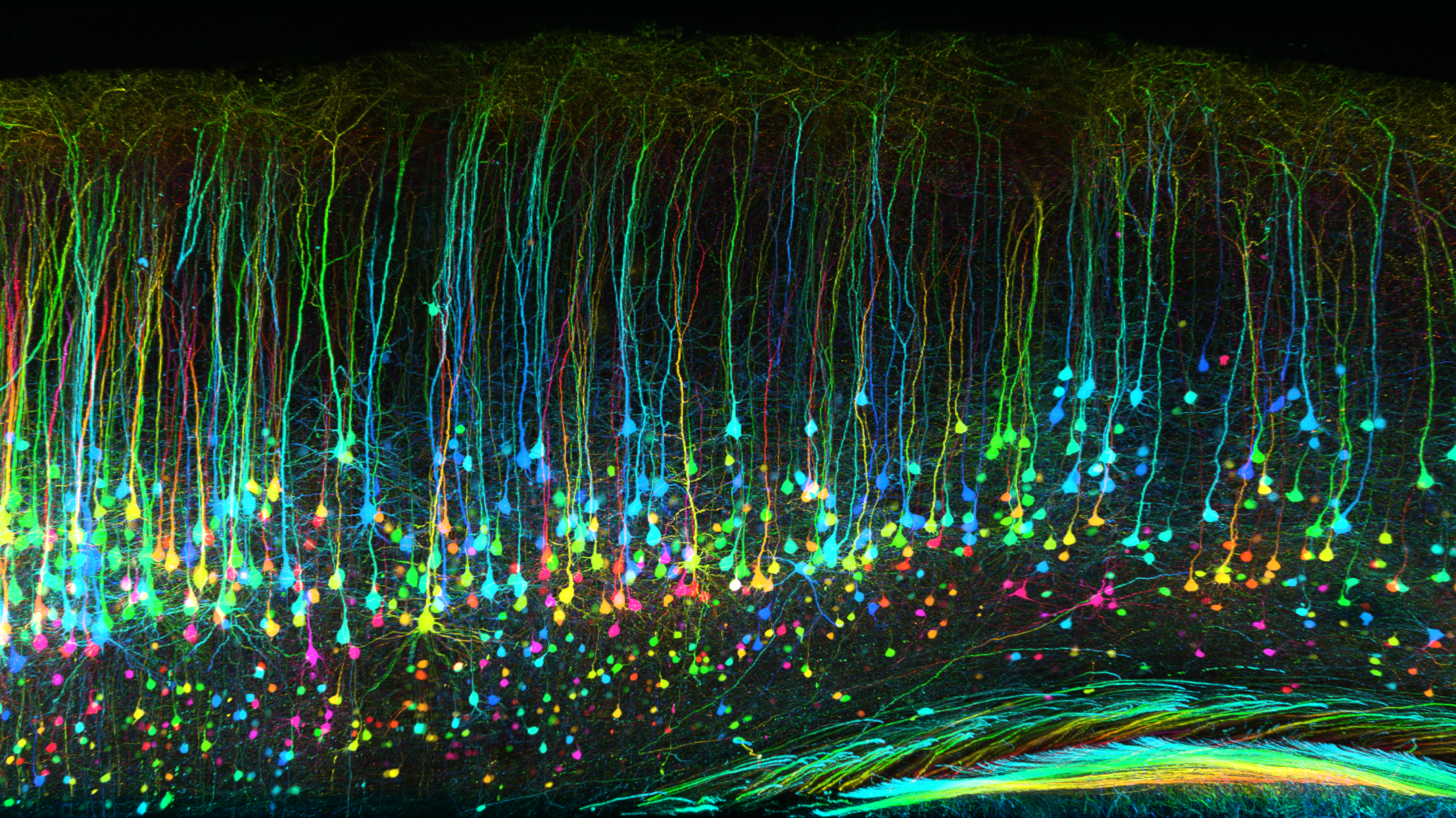 colored neurons stretch upward in cortical tissue